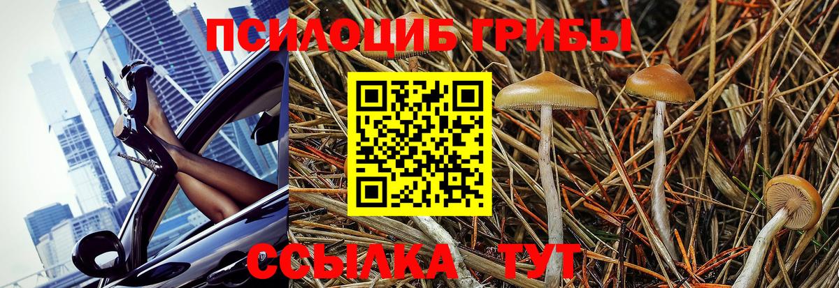 Галлюциногенные грибы Psilocybine cubensis Скопин